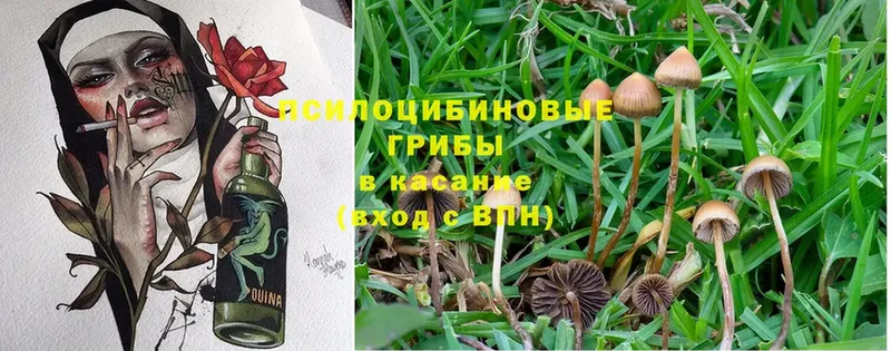 блэк спрут tor  Питкяранта  Галлюциногенные грибы Magic Shrooms  купить наркотики сайты 